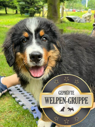Geprüfte Welpenkurs - guter Welpenkurs